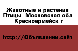 Животные и растения Птицы. Московская обл.,Красноармейск г.